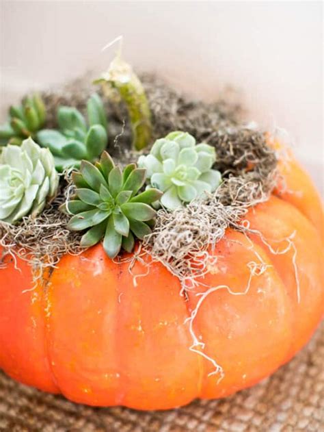 Easy Succulent Pumpkin Planter Green Garden Cottage