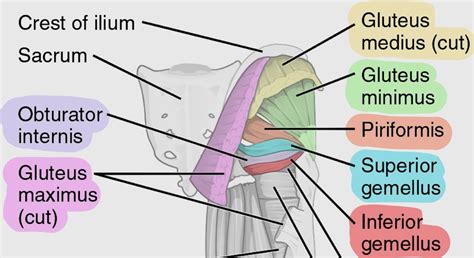 1 Muscles Of The Gluteal Region Simplemed Learning Medicine Simplified