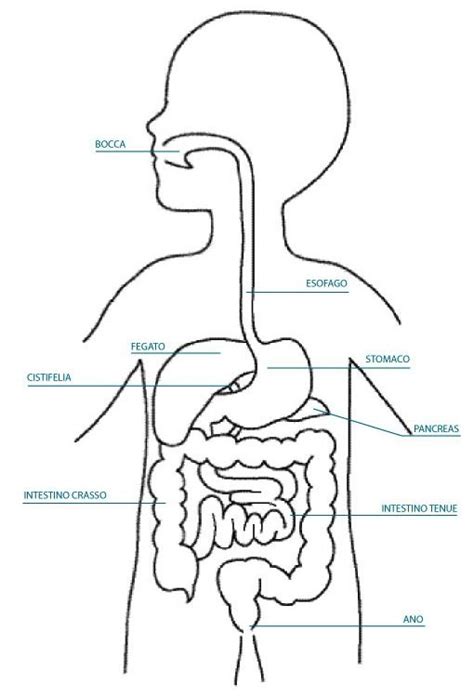 L Apparato Digerente Scheda Didattica Scuola Primaria Immagini Del