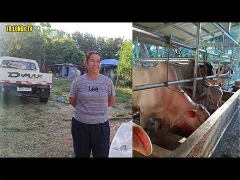 Cow Farm Sa Sariaya Quezon May Alagang 20 Heads Ng Malalaking Baka