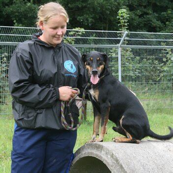 Hunde Als Haustiere Deutscher Tierschutzbund E V