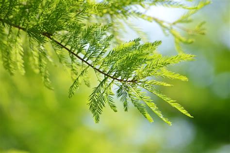 Deciduous Conifers Bonsai Bci