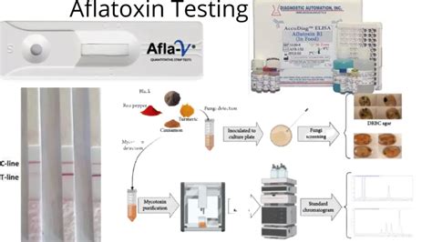 Aflatoxin Testing Materials And Methods Microbe Online