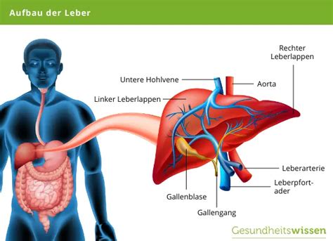 Leber Aufgaben Erkrankungen Vorbeugung