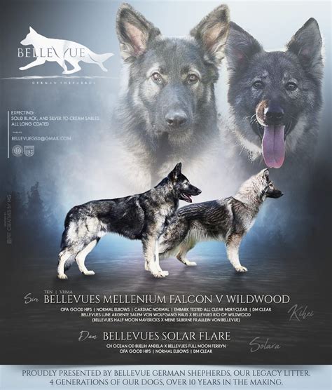 Updated pictures of our blue collar girl from Solara x Kihei. Long coat silver sable female