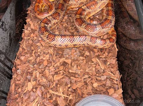 Corn Snakes In Barton Upon Humber Dn On Freeads Classifieds Corn