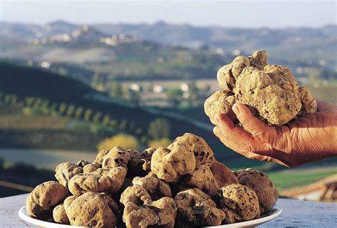 Mostra Mercato Del Tartufo Marzuolo A Volterra 2019 PI Toscana