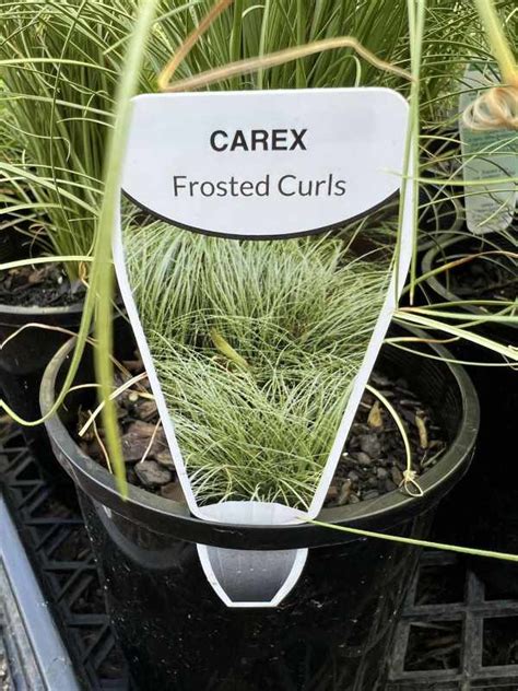 Carex ‘ Frosted Curls Neth Green