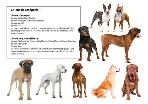 Chiens dangereux et déjections canines Cauvigny Site officiel de la