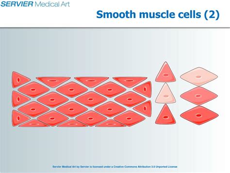 PPT - Arteries - Physiology PowerPoint Presentation, free download - ID ... 