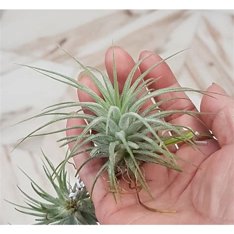 TFH Air Plant Tillandsia Ionantha Druid Single Shopee Malaysia