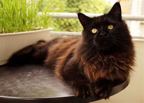 5 Fun Facts About Maine Coon Cats Cole And Marmalade