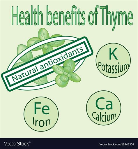Thyme Herb Benefits