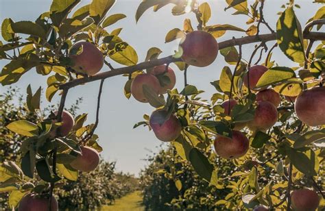 Les Plus Beaux Vergers Pour Cueillir Vos Pommes Tourisme Vaudreuil