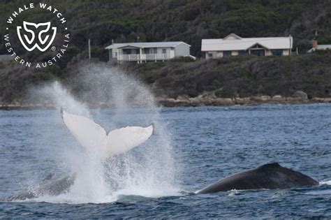 Humpback Competition Pod Whale Watch Western Australia