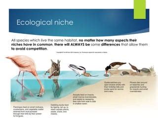 Lesson 24 Ecological Niche PPT