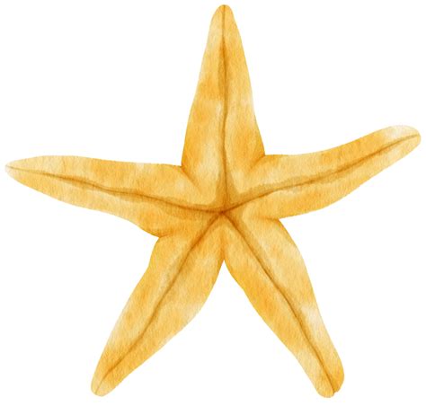 Ilustra O De Aquarela Estrela Do Mar Ou Estrelas Do Mar Png