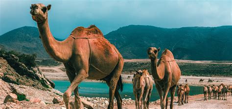 Dhofar Peninsula - Amala Destinations