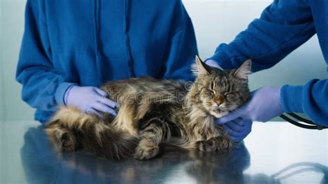 Two Veterinarians Checking Maine Coon Cat Health Modern Veterinary