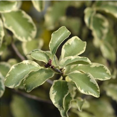 Pittosporum Tenuifolium Variegatum 65l Pyramid Coolings Garden Centre