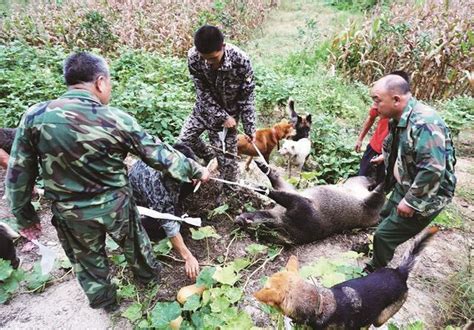 十堰野猪疯狂抢粮咬死猎狗 警方3天共击毙14头图湖北频道凤凰网