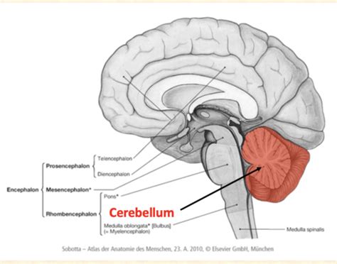 Cerebellum Flashcards Quizlet