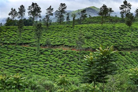 Coffee Plantation In Kerala