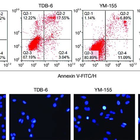 Tdb And Ym Induced The Apoptosis Of Lovo Cells Synergistically