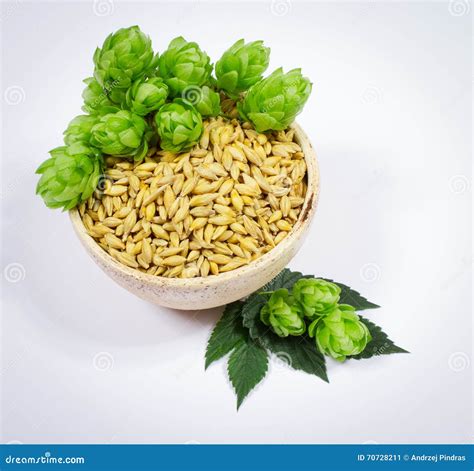 Fresh Hops And Barley Grain Closeup Stock Image Image Of Botany