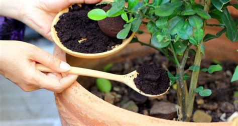 Engrais naturel fait maison quelles méthodes efficaces pour