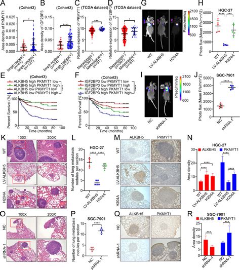 Alkbh Pkmyt Igf Bp Axis Inhibits Invasion And Migration In Vivo