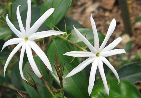 The Enchanting World of Jasmine Flowers - Ames Farm Center