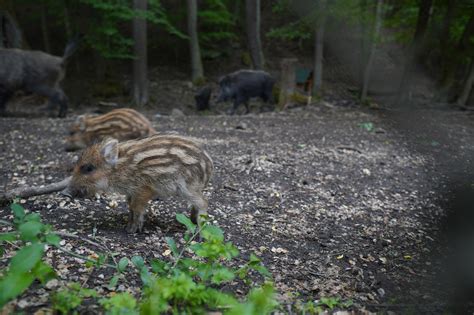 Wildschwein Schwein Sauen Das Kostenloses Foto Auf Pixabay Pixabay