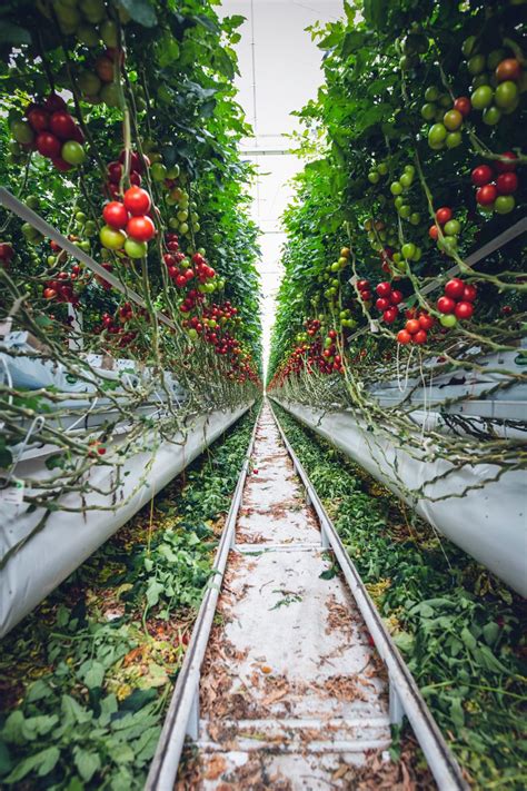 Culture De La Tomate Sous Serres Modernes Horti Generation