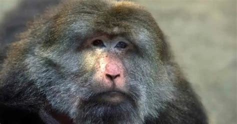 Macaque Behavior - AnimalBehaviorCorner