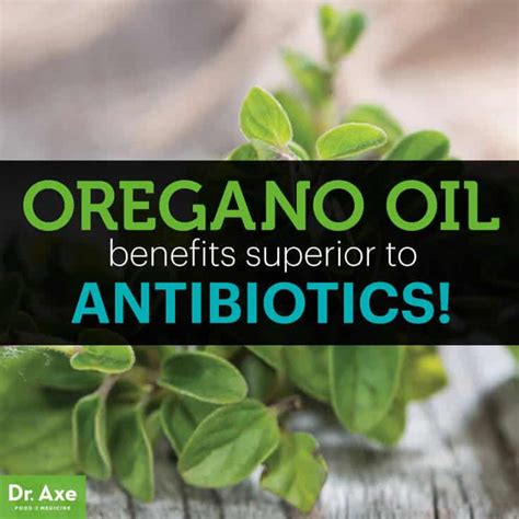 Oregano Oil Benefits Superior To Prescription Antibiotics Dr Axe