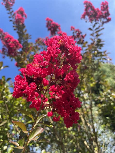 Lagerstroemia indica 'PDX Red' - Xera Plants