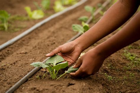 Hortas Agroecol Gicas Da Fucam Servir O De Laborat Rio Para Aprimorar