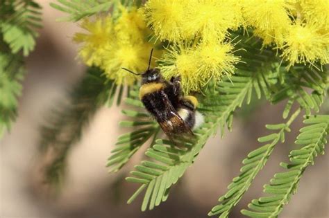 Parce Que Le Mimosa Offert En Cadeau Le Mars N Est Pas Un Vrai Mimosa