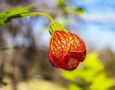 Blood Flower 9325 Photograph By Vikki King Fine Art America