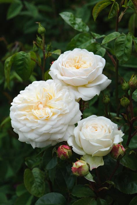 Old English Rose Varieties to Grow | HGTV