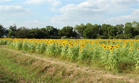 An Introduction To Cut Flower Production