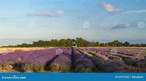 Lavender Cultivation Farming And Harvesting Stock Photo Image Of