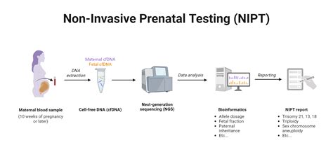 Non Invasive Prenatal Testing Nipt Biorender Science Templates