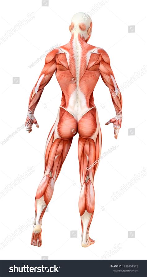 D Rendering Female Figure Muscle Maps Shutterstock