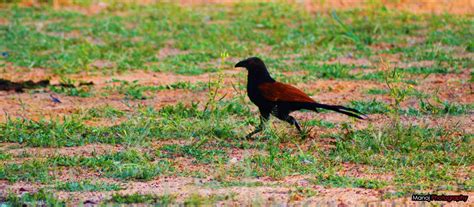 Biodiversity of Bharathidasan University The Greater Coucal சமபதத