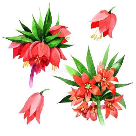Fritillaria Plant Stock Illustrations 113 Fritillaria Plant Stock