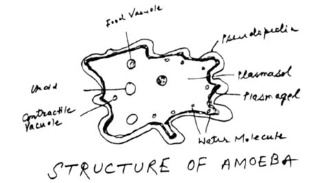 How To Draw The Structure Of An Amoeba Well Labelled Diagram Tutorial Youtube