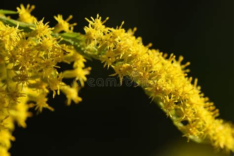 Tall goldenrod flowers. stock image. Image of plant - 257993527