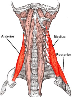 The Scalene Muscles Blood Supply Innervation Geeky Medics